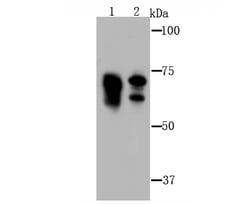 Invitrogen LYRIC Polyclonal Antibody 100 &mu;L | Buy Online | Invitrogen&trade; | Fisher Scientific