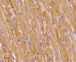 Invitrogen Prohibitin Polyclonal Antibody 100 &mu;L; Unconjugated:Antibodies,