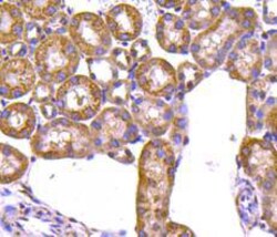 Invitrogen Prohibitin Polyclonal Antibody 100 &mu;L; Unconjugated:Antibodies,