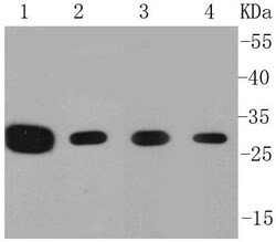 Invitrogen Prohibitin Polyclonal Antibody 100 &mu;L; Unconjugated:Antibodies,