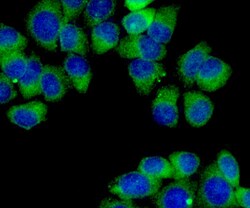 Invitrogen MCL-1 Polyclonal Antibody 100 μL; Unconjugated:Antibodies,