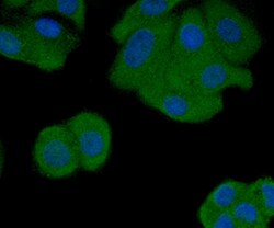 Invitrogen MCL-1 Polyclonal Antibody 100 μL; Unconjugated:Antibodies,