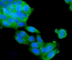 Invitrogen MCL-1 Polyclonal Antibody 100 μL; Unconjugated:Antibodies,