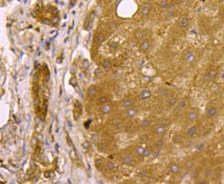 Invitrogen SMAD3 Polyclonal Antibody 100 &mu;L | Buy Online | Invitrogen&trade; | Fisher Scientific