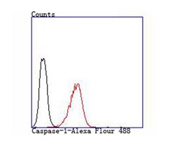 Invitrogen Caspase 1 Polyclonal Antibody 100 &mu;L; Unconjugated:Antibodies,
