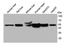 Invitrogen UGP2 Polyclonal Antibody 100 &mu;L; Unconjugated:Antibodies,