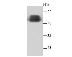 Invitrogen NSE Polyclonal Antibody 100 &mu;L; Unconjugated:Antibodies,