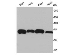 Invitrogen Ku70 Polyclonal Antibody 100 &mu;L; Unconjugated:Antibodies,