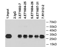 Invitrogen GFP Polyclonal Antibody 100 &mu;L; Unconjugated:Antibodies,