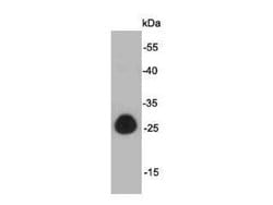Invitrogen GFP Polyclonal Antibody 100 &mu;L; Unconjugated:Antibodies,