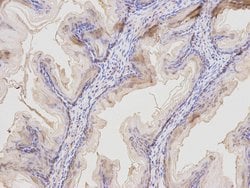 Invitrogen MAL Polyclonal Antibody 100 &mu;L; Unconjugated:Antibodies,