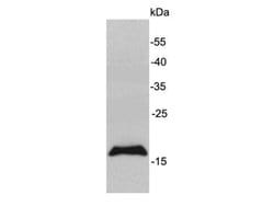 Invitrogen MAL Polyclonal Antibody 100 &mu;L; Unconjugated:Antibodies,