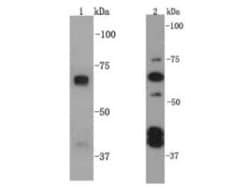 Invitrogen SQSTM1 Polyclonal Antibody 100 &mu;L | Buy Online | Invitrogen&trade; | Fisher Scientific