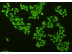 Invitrogen CREB Polyclonal Antibody 100 &mu;L; Unconjugated:Antibodies,