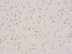 Invitrogen CREB Polyclonal Antibody 100 &mu;L; Unconjugated:Antibodies,