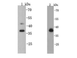 Invitrogen CREB Polyclonal Antibody 100 &mu;L; Unconjugated:Antibodies,