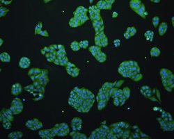 Invitrogen JNK1 Polyclonal Antibody 100 &mu;L; Unconjugated:Antibodies,