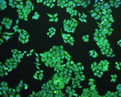 Invitrogen JNK1 Polyclonal Antibody 100 &mu;L; Unconjugated:Antibodies,
