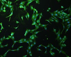 Invitrogen JNK1 Polyclonal Antibody 100 &mu;L; Unconjugated:Antibodies,