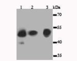 Invitrogen JNK1 Polyclonal Antibody 100 &mu;L; Unconjugated:Antibodies,