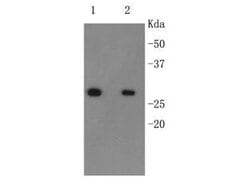 Invitrogen&trade;&nbsp;6x His Tag Polyclonal Antibody, HRP