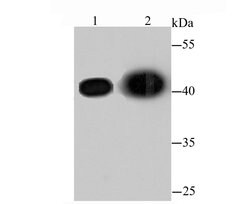 Invitrogen beta Actin Polyclonal Antibody 100 &mu;L; Unconjugated:Antibodies,