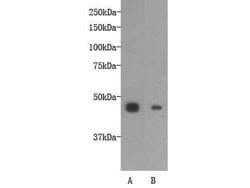Invitrogen OCT4 Polyclonal Antibody 100 &mu;L; Unconjugated:Antibodies,