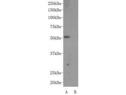 Invitrogen AIRE Polyclonal Antibody 100 &mu;L; Unconjugated:Antibodies,