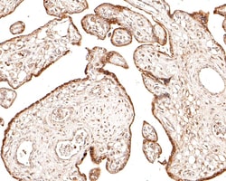Invitrogen Sigma-1 Receptor Polyclonal Antibody 100 &mu;L; Unconjugated:Antibodies,