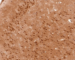 Invitrogen Sigma-1 Receptor Polyclonal Antibody 100 &mu;L; Unconjugated:Antibodies,