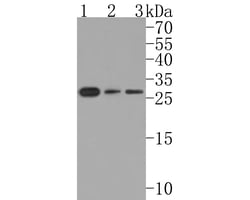 Invitrogen Sigma-1 Receptor Polyclonal Antibody 100 &mu;L; Unconjugated:Antibodies,
