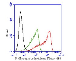 Invitrogen P-Glycoprotein Polyclonal Antibody 100 &mu;L; Unconjugated:Antibodies,