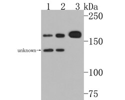 Invitrogen P-Glycoprotein Polyclonal Antibody 100 &mu;L; Unconjugated:Antibodies,