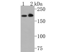 Invitrogen Clathrin Heavy Chain Polyclonal Antibody 100 &mu;L; Unconjugated:Antibodies,