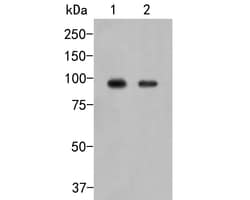 Invitrogen SLC15A1 Polyclonal Antibody 100 &mu;L; Unconjugated:Antibodies,
