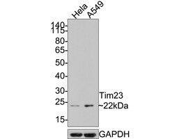 Invitrogen TIMM23 Polyclonal Antibody 100 &mu;L; Unconjugated:Antibodies,