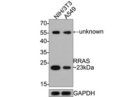 Invitrogen RRAS Polyclonal Antibody 100 &mu;L; Unconjugated:Antibodies,
