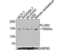 Invitrogen PLCB3 Polyclonal Antibody 100 &mu;L; Unconjugated:Antibodies,