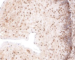 Invitrogen SOX3 Polyclonal Antibody 100 μL; Unconjugated:Antibodies,