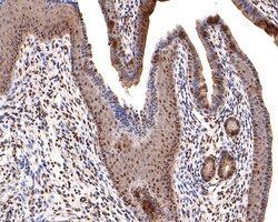 Invitrogen PGBD5 Polyclonal Antibody 100 &mu;L; Unconjugated:Antibodies,