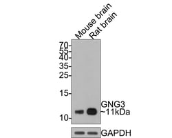 Invitrogen GNG3 Polyclonal Antibody 100 &mu;L; Unconjugated:Antibodies,
