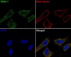 Invitrogen IRAK1 Polyclonal Antibody 100 &mu;L; Unconjugated:Antibodies,