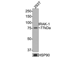 Invitrogen IRAK1 Polyclonal Antibody 100 &mu;L; Unconjugated:Antibodies,