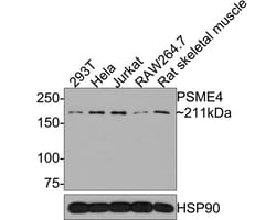 Invitrogen PSME4 Polyclonal Antibody 100 μL; Unconjugated:Antibodies,
