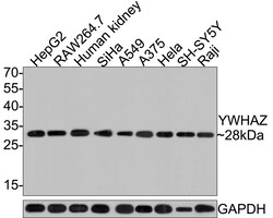 Invitrogen 14-3-3 zeta Polyclonal Antibody 100 μL; Unconjugated:Antibodies,