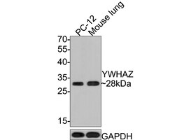 Invitrogen 14-3-3 zeta Polyclonal Antibody 100 μL; Unconjugated:Antibodies,