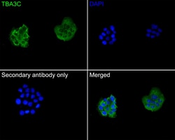 Invitrogen TUBA3C Polyclonal Antibody 100 &mu;L | Buy Online | Invitrogen&trade; | Fisher Scientific