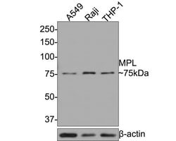 Invitrogen c-Mpl Polyclonal Antibody 100 &mu;L; Unconjugated:Antibodies,