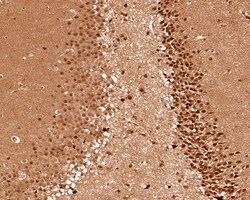 Invitrogen PSMC6 Polyclonal Antibody 100 &mu;L; Unconjugated:Antibodies,