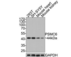 Invitrogen PSMC6 Polyclonal Antibody 100 &mu;L; Unconjugated:Antibodies,